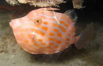 Mosaic leatherjacket (Eubalichthys mosaicus)