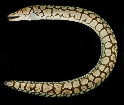 Mosaic moray (Enchelycore ramosa)