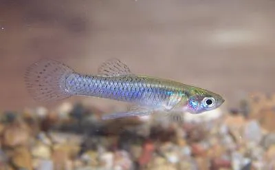 Mosquitofish (Gambusia affinis)