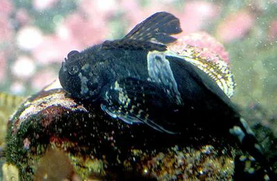 Mosshead sculpin (Clinocottus globiceps)