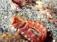 Mosshead warbonnet (Chirolophis nugator)