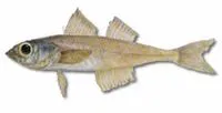 Mote sculpin (Normanichthys crockeri)