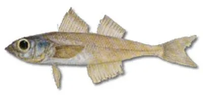 Mote sculpin (Normanichthys crockeri)