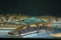 Mottled bichir (Polypterus weeksii)