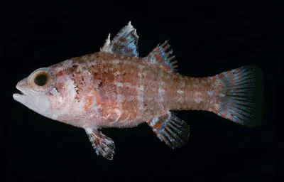 Mottled cardinalfish (Fowleria vaiulae)