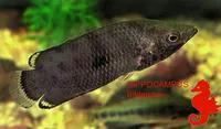 Mottled ctenopoma (Ctenopoma weeksii)