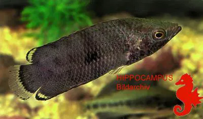 Mottled ctenopoma (Ctenopoma weeksii)