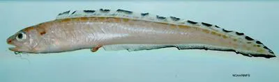 Mottled cusk-eel (Lepophidium jeannae)