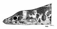 Mottled false moray (Chlopsis dentatus)