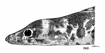 Mottled false moray (Chlopsis dentatus)