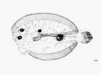 Mottled flounder (Bothus maculiferus)