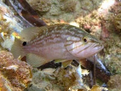 Mottled grouper (Mycteroperca rubra)