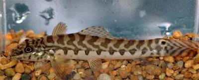 Mottled loach (Acanthocobitis botia)