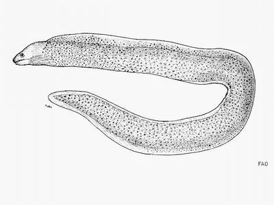 Mottled moray (Echidna delicatula)