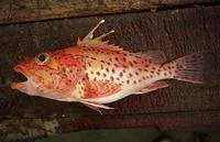 Mottled scorpionfish (Pontinus clemensi)
