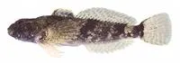 Mottled sculpin (Cottus bairdii)