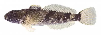 Mottled sculpin (Cottus bairdii)