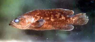 Mottled soapfish (Rypticus bicolor)