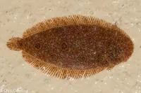 Mottled sole (Aseraggodes melanostictus)
