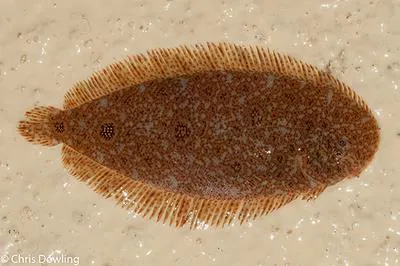 Mottled sole (Aseraggodes melanostictus)