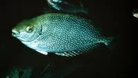Mottled spinefoot (Siganus fuscescens)