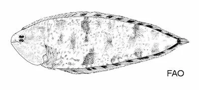Mottled tonguefish (Symphurus varius)