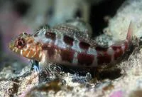 Mottled triplefin (Forsterygion malcolmi)