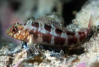 Mottled triplefin (Forsterygion malcolmi)