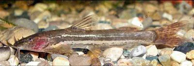 Mountain barbel (Amphilius platychir)