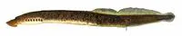 Mountain brook lamprey (Ichthyomyzon greeleyi)