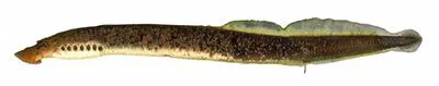 Mountain brook lamprey (Ichthyomyzon greeleyi)