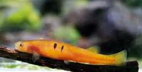 Mountain galaxias (Galaxias olidus)