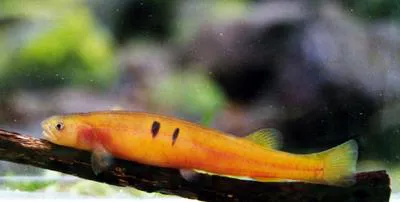 Mountain galaxias (Galaxias olidus)