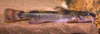 Mountain madtom (Noturus eleutherus)