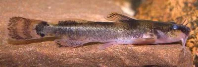 Mountain madtom (Noturus eleutherus)