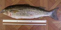 Mountain mullet (Agonostomus monticola)