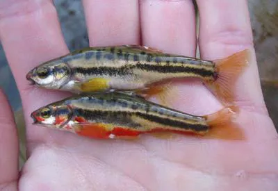 Mountain redbelly dace (Chrosomus oreas)