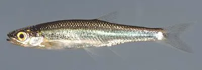 Mountain shiner (Lythrurus lirus)