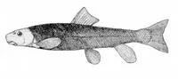Mountain sucker (Catostomus platyrhynchus)