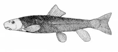 Mountain sucker (Catostomus platyrhynchus)