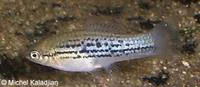 Mountain swordatail (Xiphophorus nezahualcoyotl)