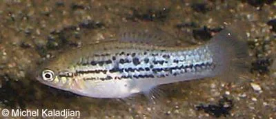 Mountain swordatail (Xiphophorus nezahualcoyotl)