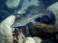 Mountain whitefish (Prosopium williamsoni)