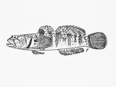 Mourner (Hetereleotris caminata)