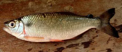 Mourning tetra (Brycon pesu)