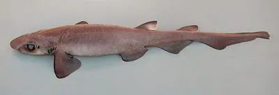 Mouse catshark (Galeus murinus)