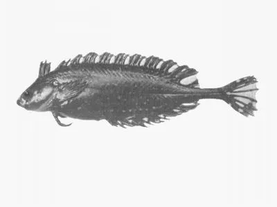 Mousey klipfish (Fucomimus mus)
