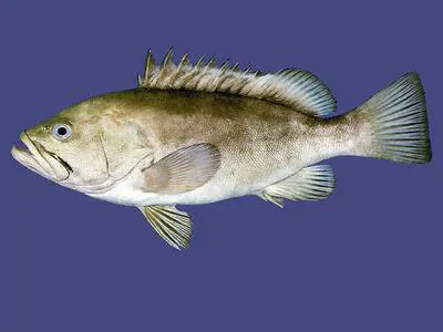 Moustache grouper (Epinephelus chabaudi)