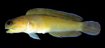 Moustache jawfish (Opistognathus lonchurus)