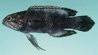 Moustache longfin (Plesiops mystaxus)